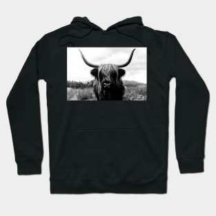 Scottish Highland Cattle - Black and White Animal Photography Hoodie